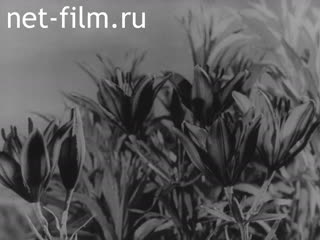 Film Introduction to the biochemistry. (1969)