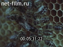 Фильм Пчелиные истории. (1987)