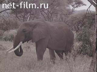Film Expedition to East Africa.. (1970)