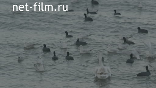 Birds floating on the waves. Swans
Seagulls
Duck