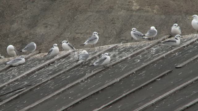Seagulls sitting on the roof of the wooden structure. Russian North, home, roof, shed, seagulls.