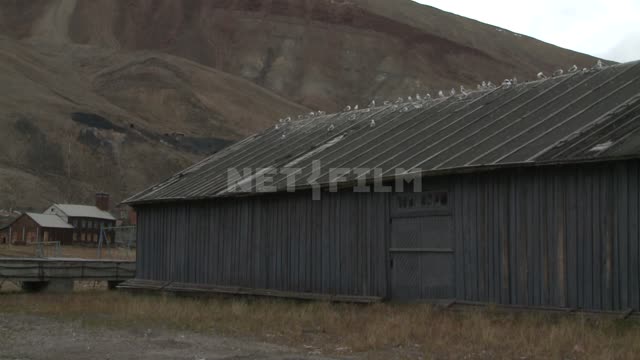 Seagulls sitting on the roof of the wooden structure called "Pyramid". Russian North, mountain,...