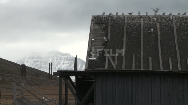 Gulls sit on the roof of a wooden building.
 Russian North, house, roof, barn, gull, mountain.
