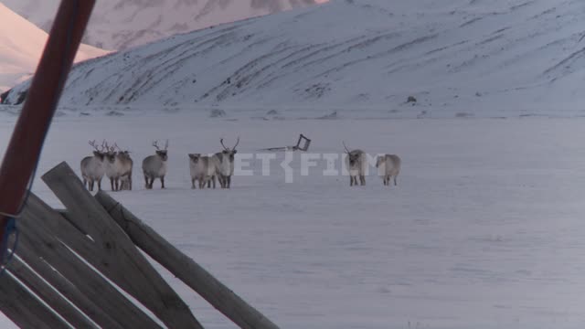 A herd of reindeer on a snowy plain. Russian North, reindeer, snow, fence, mountains, moss, horns.
