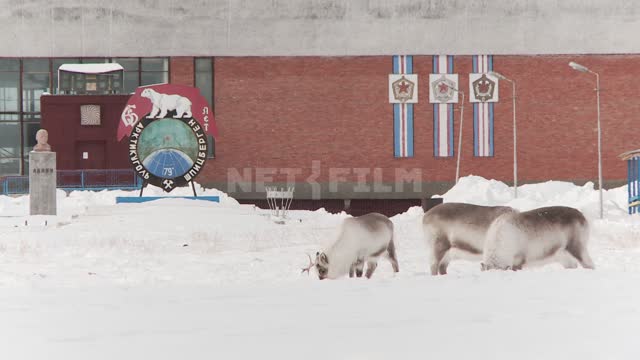 Три оленя на заснеженной площади у здания спорткомплекса и памятника Ленину. Русский север, олени,...