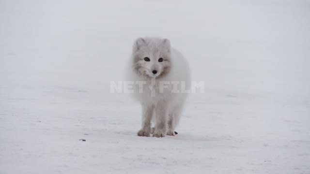 Песец на снегу. Русский север, песец, полярная лисица, арктическая лиса, снег.