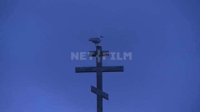 A seagull sits on an Orthodox wooden cross.
 Russian North, cross, gull, religion.