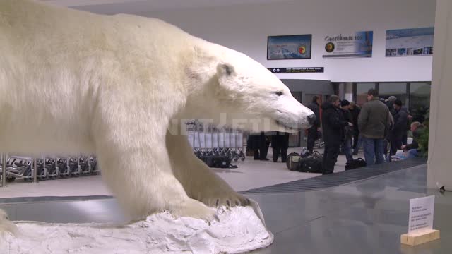 The stuffed polar bear in the hall of the airport. Russian North, the Scarecrow bear.
