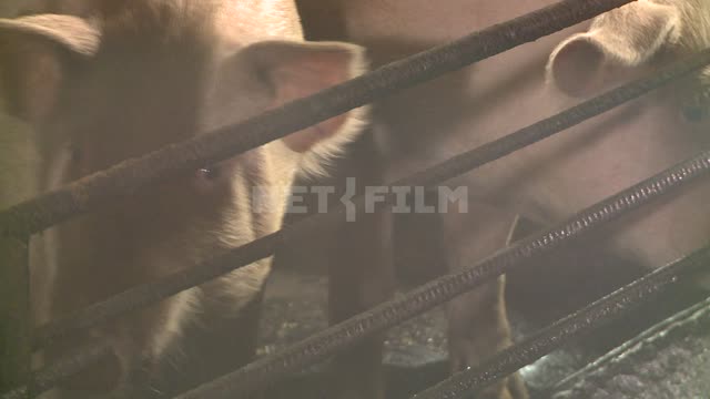 Pigs on the farm Animals.
Pigs.
The barn.
Livestock.
Farm.