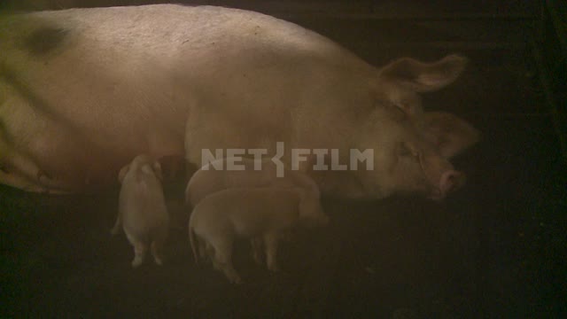 Sow with piglets. Russian North, pig, pig, hog, boar, wild boar,hoofed, pig farm, the farmer.