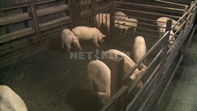 The pigs in the pen. Animals, swine, pig, hog, boar, boar, cloven-hoofed, pig farm.