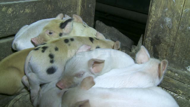 Несколько свиней в хлеву. Животные.
Свиньи.
Хлев.
Домашний скот.
Ферма.