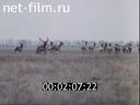 Footage Reindeer. (1970 - 1980)