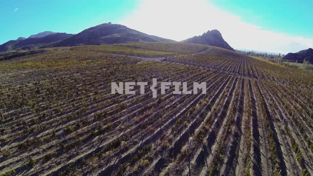 Камера летит над долиной с виноградниками. Коктебель, виноградник, лоза, квадрокоптер, полет, горы.