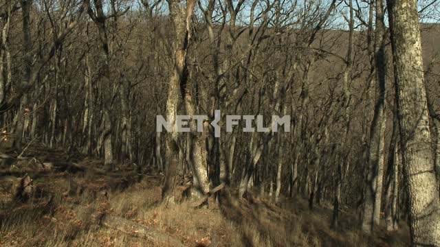 The trees in the autumn forest. Koktebel, forest, trees, hills.
