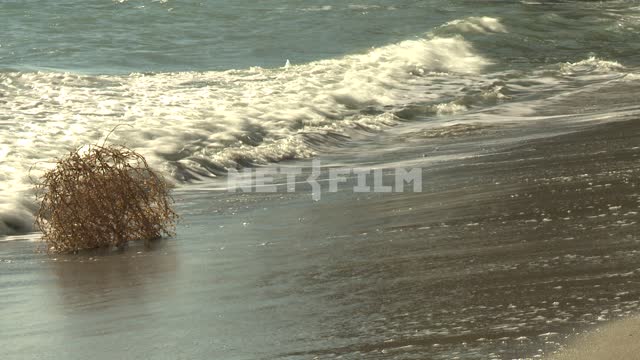 Plant "Tumbleweed" on the waves of the sea. Koktebel, tumbleweeds, sea, surf, sand, wave, beach,
