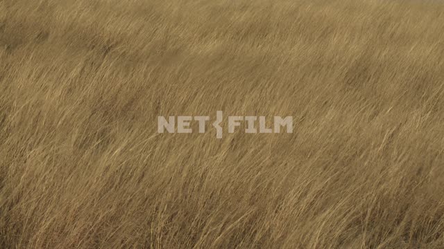 Feather-grass steppe. Koktebel, wind, grass, truck.