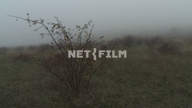 The step in the fog and bushes. Koktebel, Bush, fog, steppe.