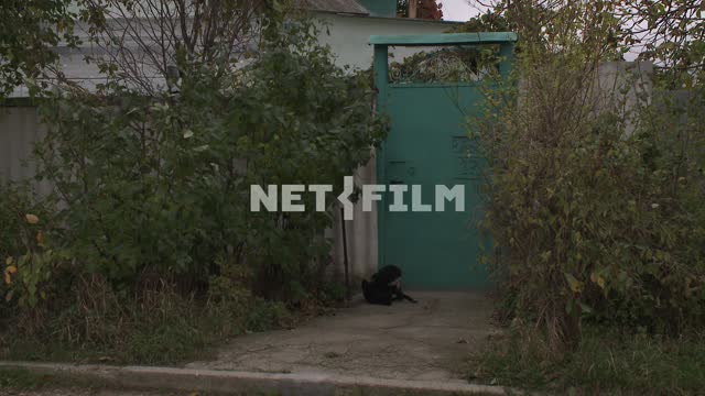 Собака возле ворот частного дома. Коктебель, собака, ворота, забор, кусты, калитка.
