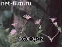 Footage Landscapes of the Middle band of the USSR. (1975 - 1985)