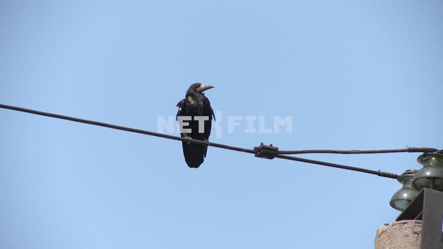 Crow sitting on the wires. Birds.
Sky.