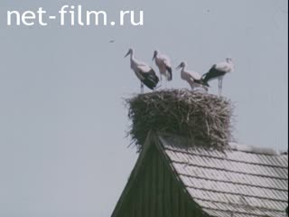 Storks. (1975 - 1985)