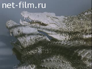 Footage Crocodiles. (1975 - 1985)