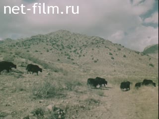 Footage The fauna of the steppes, and deserts of the South. (1975 - 1985)
