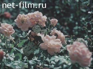 Flowers. (1975 - 1985)