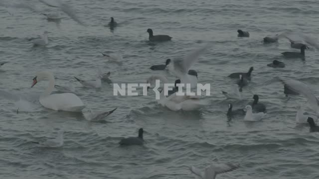 Waterfowl on the waves. Swan, duck, Seagull, bird, wave, sea, cloudy.