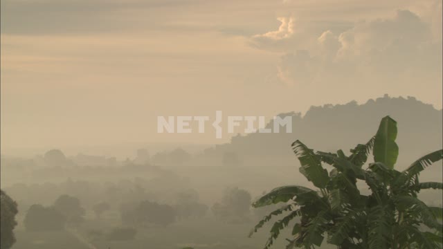 Panorama of the forest and the palm. Forest, tree, fog, haze.