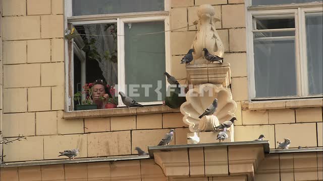 A woman looks out of the window. Woman, window, curtain rod, windowsill, pigeons, stucco, Moscow