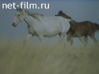 Сюжеты Лошади, овцы, верблюды. (1980 - 1990)