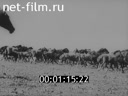 Horses, sheep, camels. (1980 - 1990)