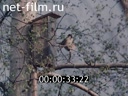 Footage Forest birds. (1975 - 1985)