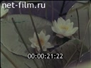 Footage Flowers. (1975 - 1985)