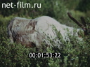 Film Country Lapland. (1995)