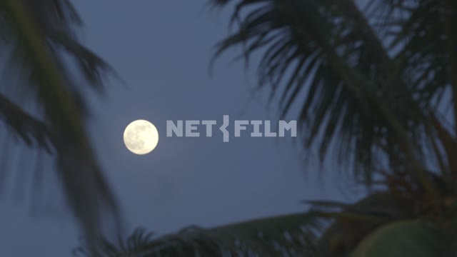 The view of the moon through the branches of the palm trees Rapid.
Night
The moon
Light
Palm...