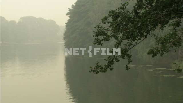 Forest Lake Forest, trees, lake, pond, aquatic plants, fog, nature