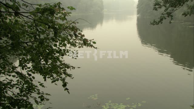 Forest Lake Forest, trees, lake, pond, aquatic plants, fog, nature