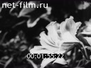 Film There flowering oranges. (1943)