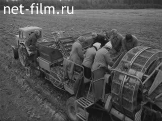 Киножурнал Ленинградская кинохроника 1976 № 31